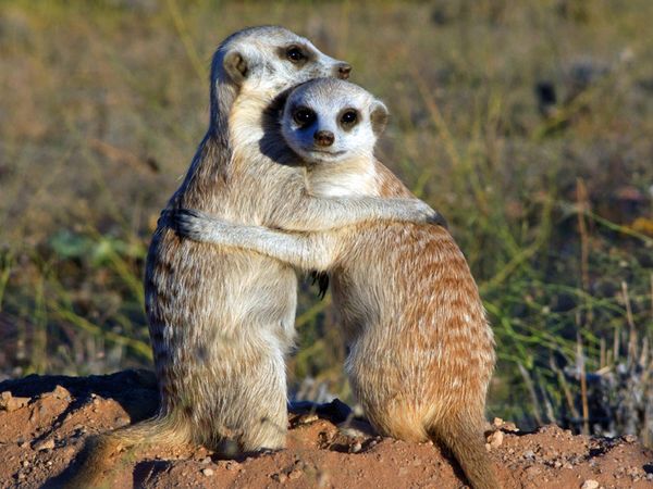 meerkats!
